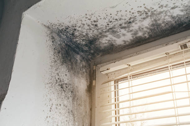 Affordable Mold Cleanup solutions in Fayetteville, GA